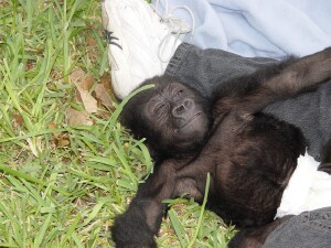 Baby Western Lowland Gorilla